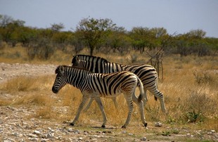 633 Namibia Okt 2006 .JPG